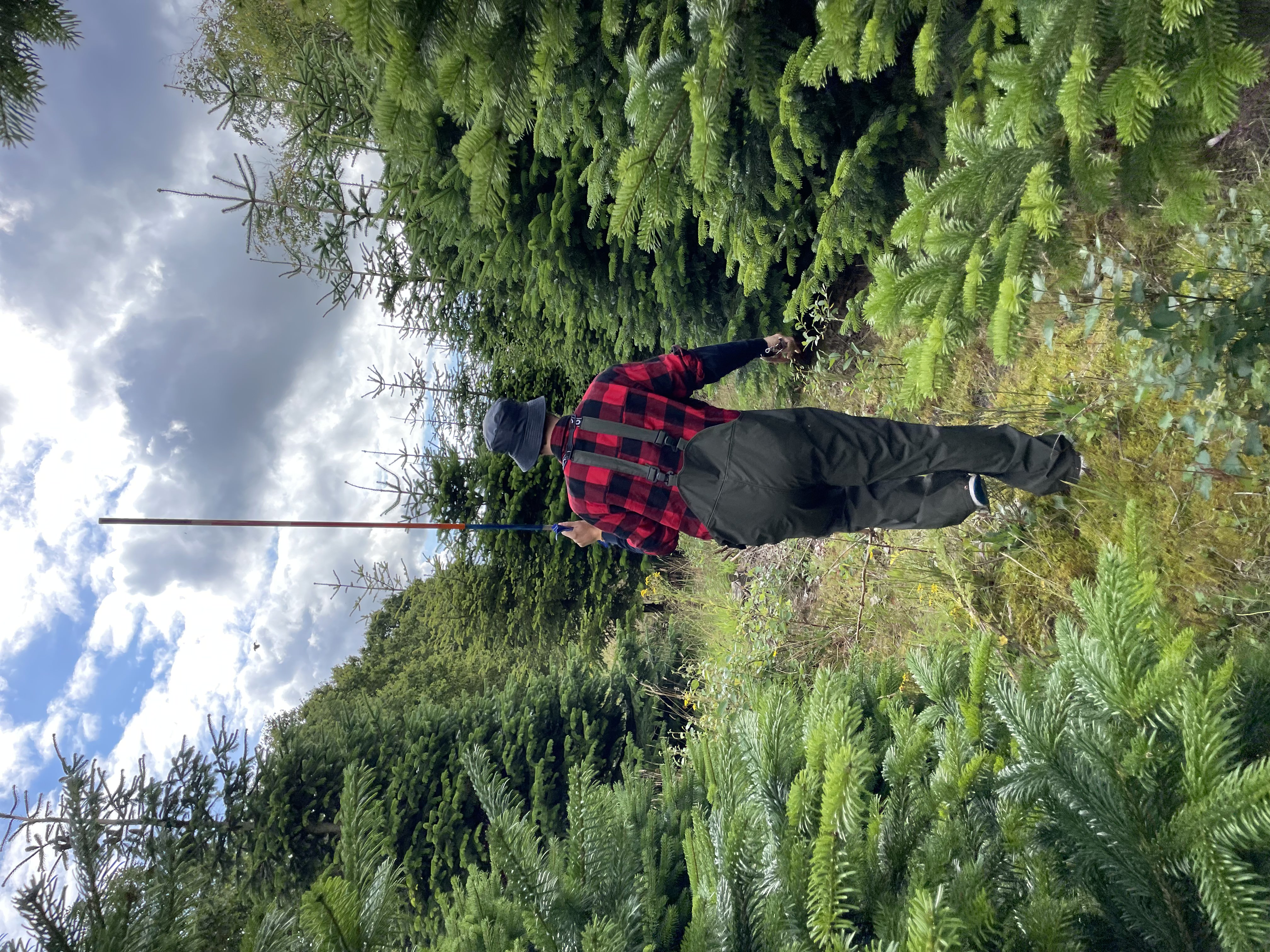 Tjalling's Kerstbomen Amsterdam